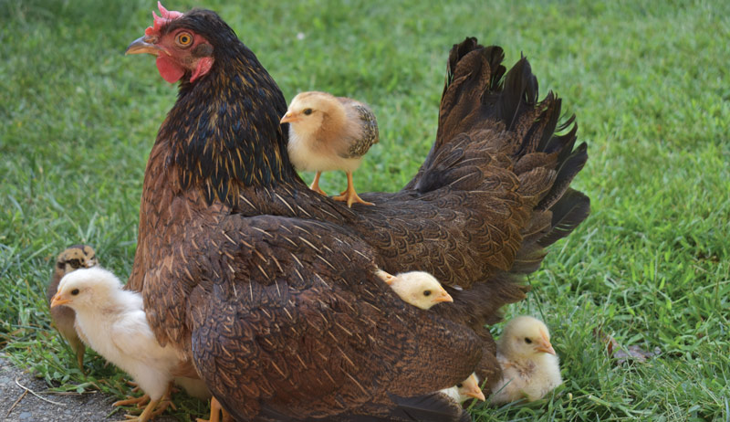 Best of Cluck