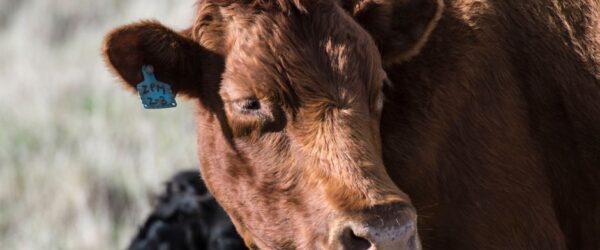 Miniature Cattle: 5 Breeds For Small Farms