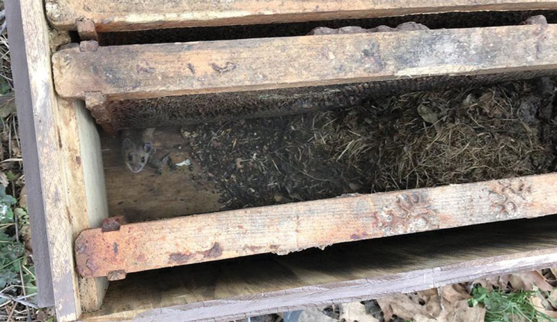 bees beehive beehives predators