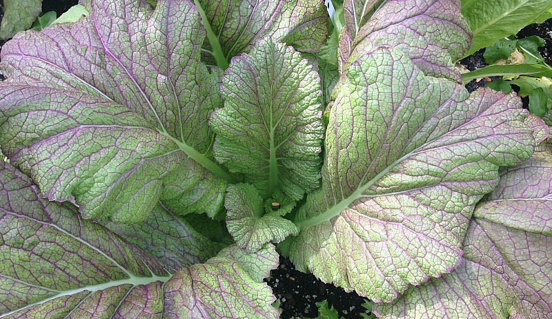 Growing, Harvesting & Enjoying Mustard Greens