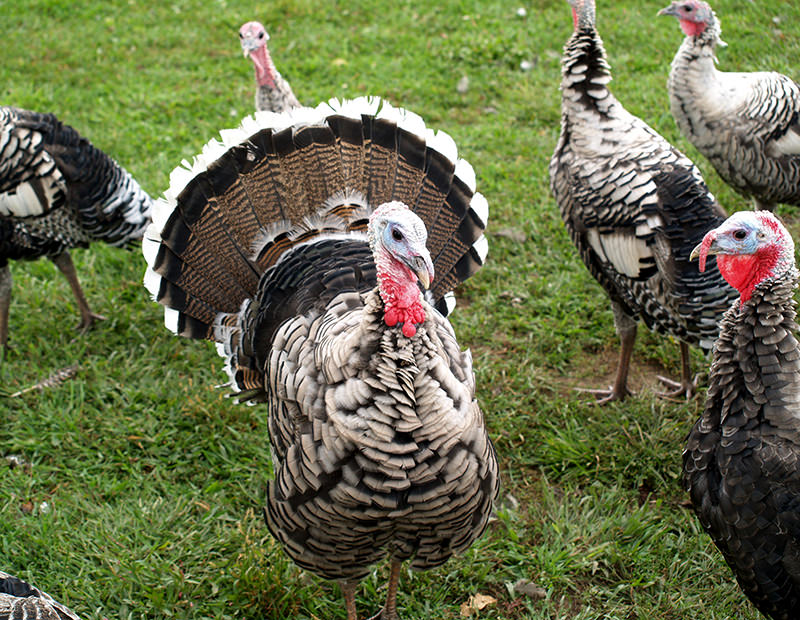 Narragansett turkey