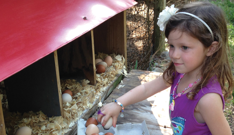 chicken coop doors