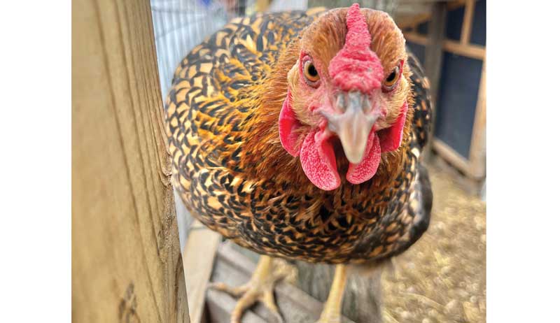 Shutterclucks