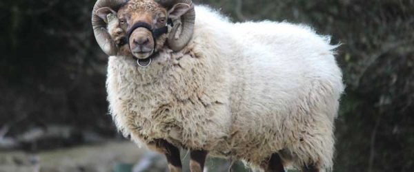 Get To Know The Shetland Sheep Breed