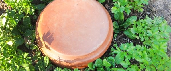 Ollas: Reduce Watering with These Garden Vessels