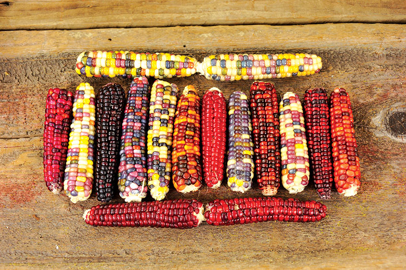 ears of heirloom popcorn laid out on a table