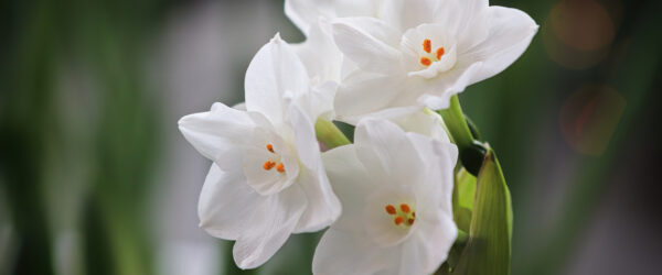 How to Force Paperwhites To Bloom in Winter