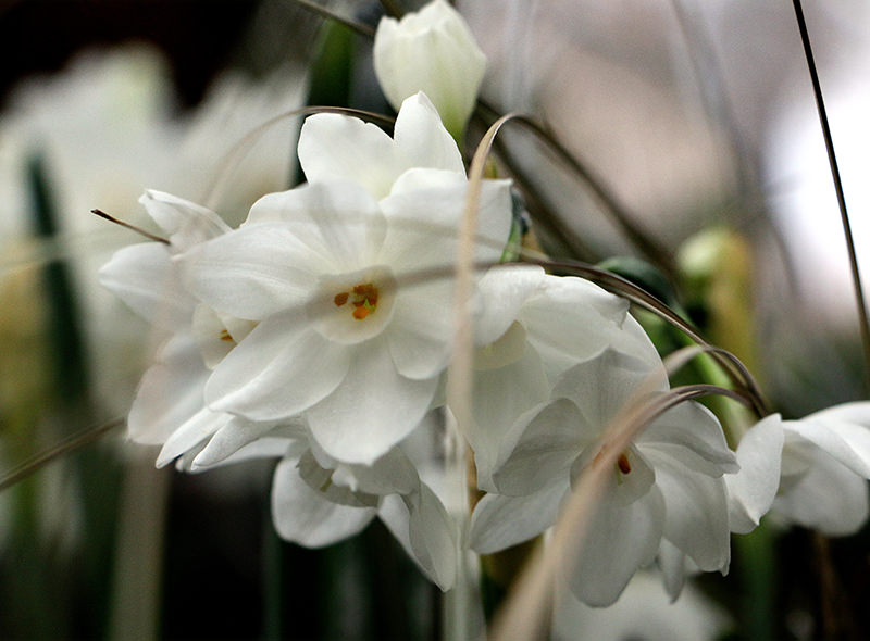 Paperwhites have five petals and a tubular projection in front.
