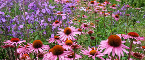Perennial Plant Care: 7 Tips For Late Fall