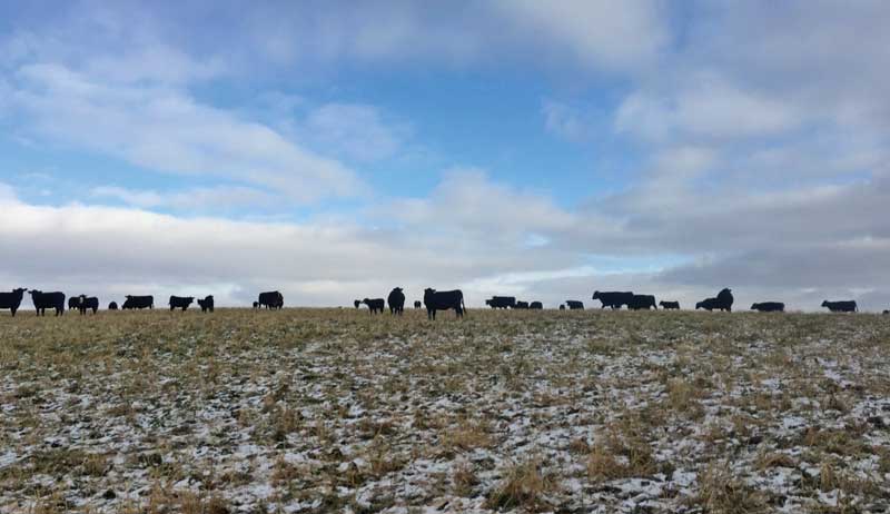 winter pasture livestock