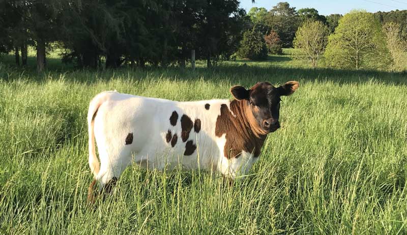 grass-fed cattle