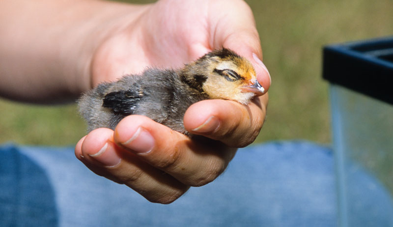 chicks heat warm chickens