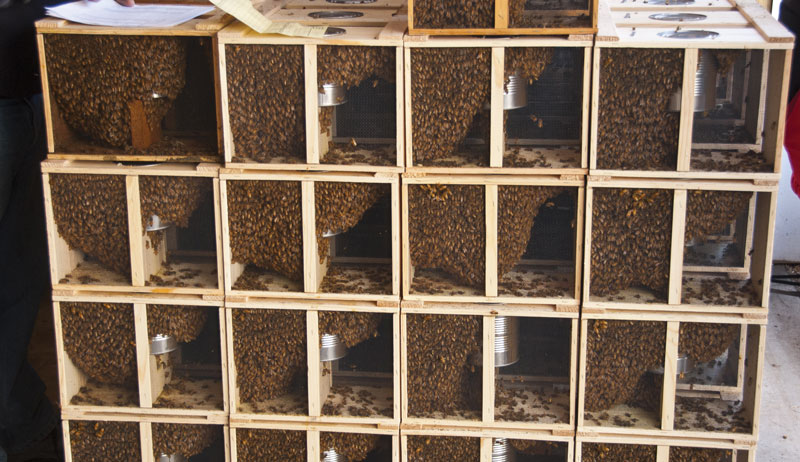 purchase bees