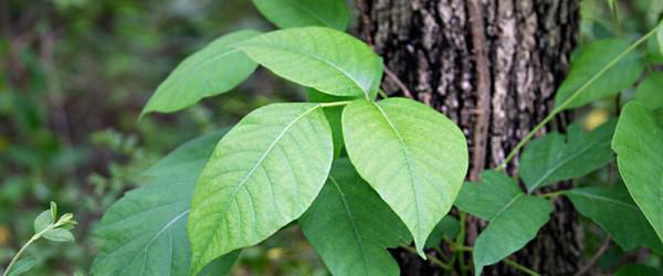 How to Get Rid of Poison Ivy Naturally