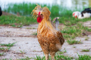 what-chickens-lay-white-eggs