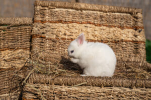 white polish rabbit sitting on baskets
