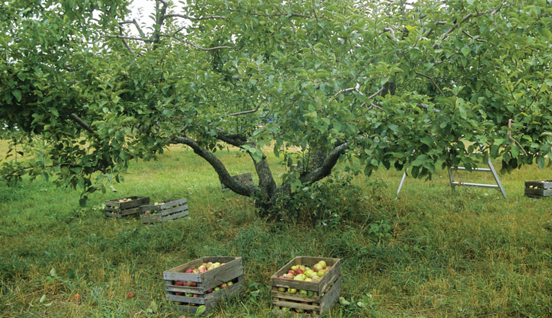 fruit trees orchard prune