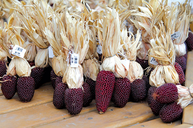 ears of dried dark red popcorn gathered in bundles on a table for sale