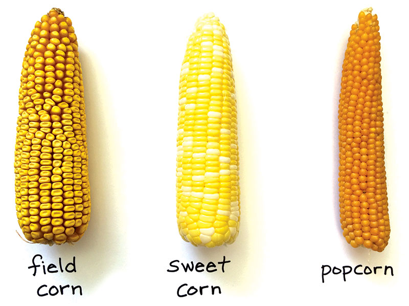 a farm bureau photo showing an ear of field corn, an ear of sweet corn and an ear of popcorn for comparisons