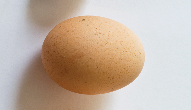 chicken egg eggs