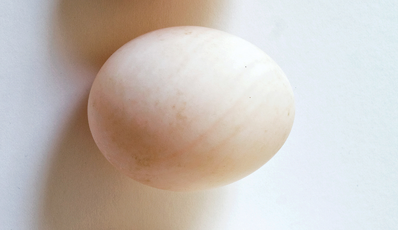 duck egg eggs