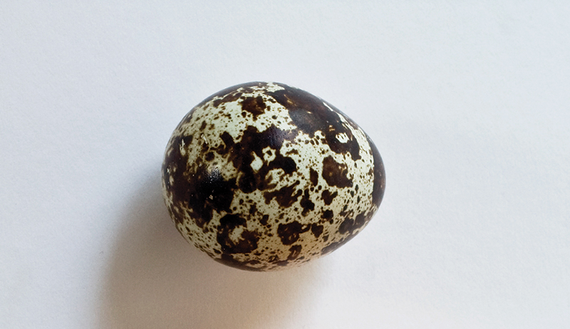 quail egg eggs