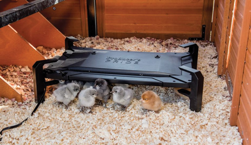 chicks heat warm chickens