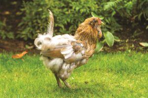 probiotics-for chickens