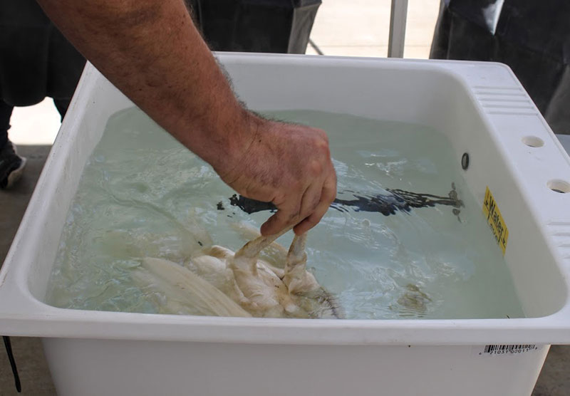 processing broilers chickens scalder