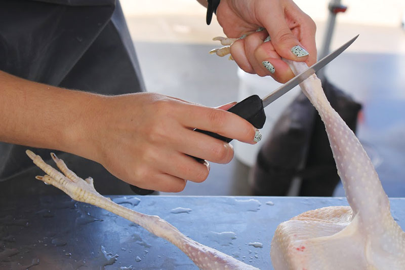 processing broilers chickens