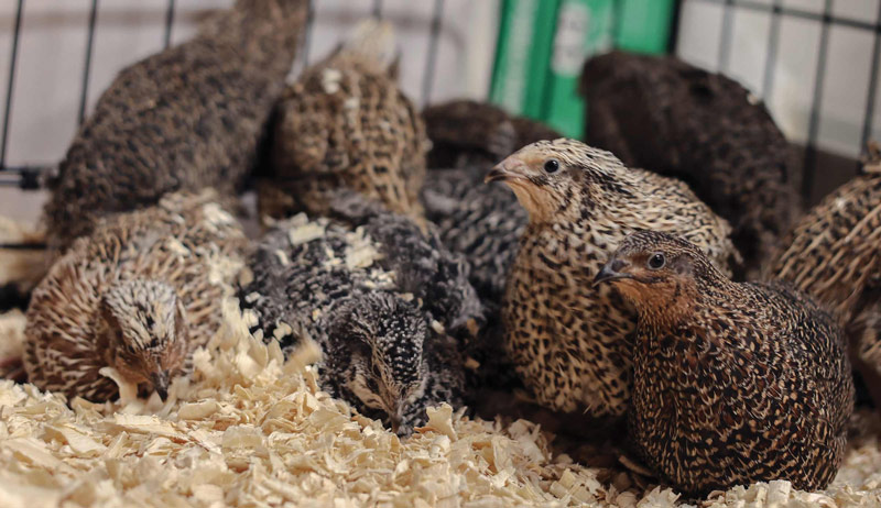 specialty poultry