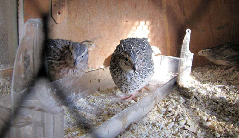 benefits of quail over chickens