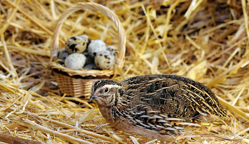 6 Types Of Poultry to Consider For Your Farm
