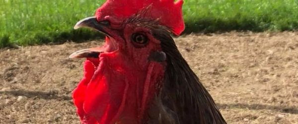 Why Do Roosters Crow? Common Reasons for Boy Talk