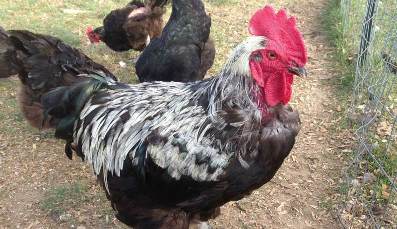 black and white rooster standing in enclosed outdoor run with two hens behind him