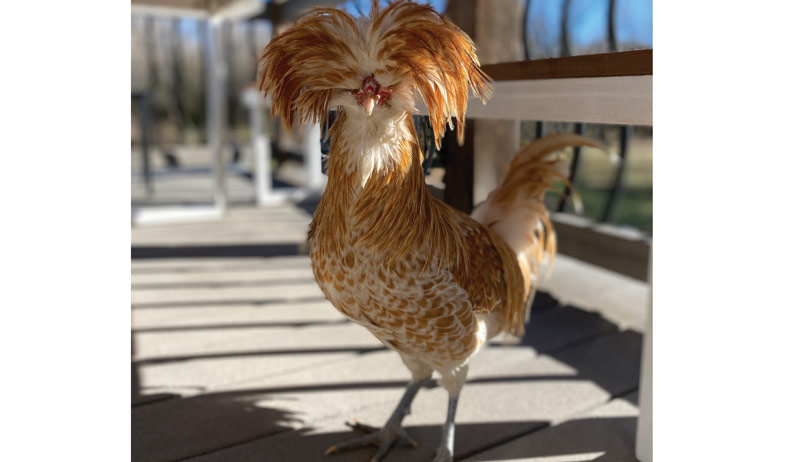 Best of Cluck