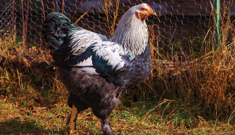 Best of Cluck