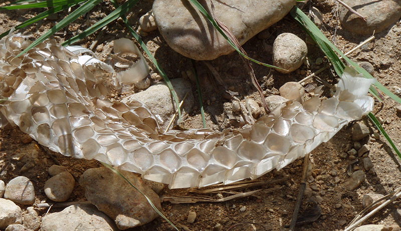 Snake Skin: How to Identify a Shed & What it Tells You