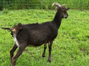 sheep
