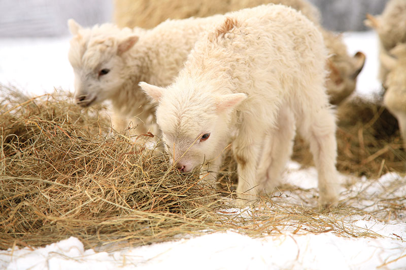 nutrition sheep lambs ewes hay