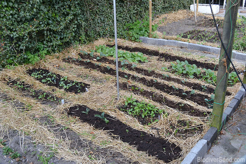 Improve Soil With Sheet Mulch - Photo by Lynsey Grosman (UrbanFarmOnline.com)