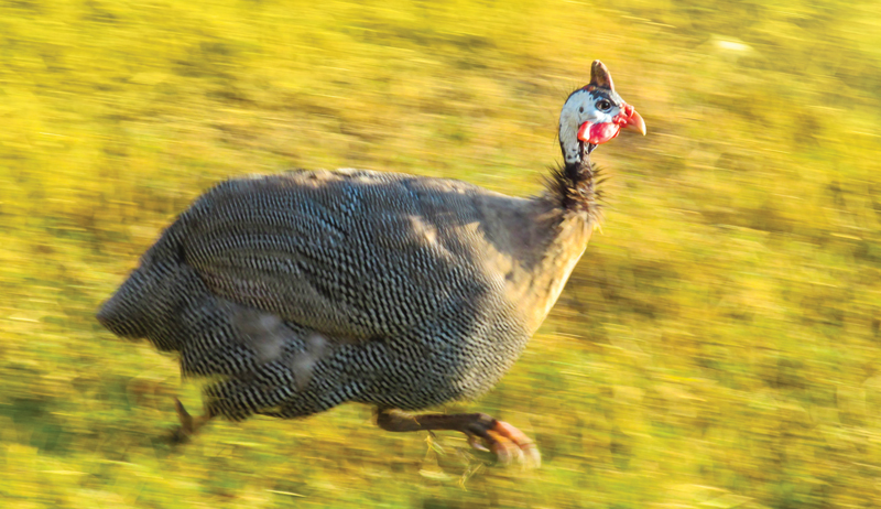 guineas guinea