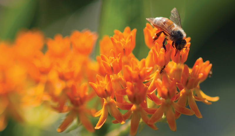 start beekeeping