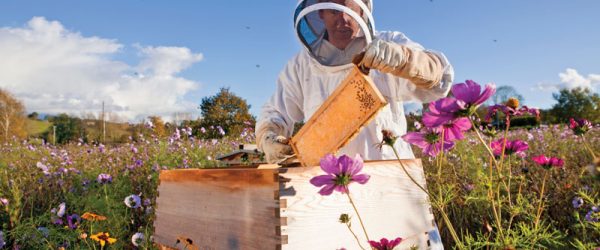 Nectar Flow Changes & Seasonal Tasks For Honeybees