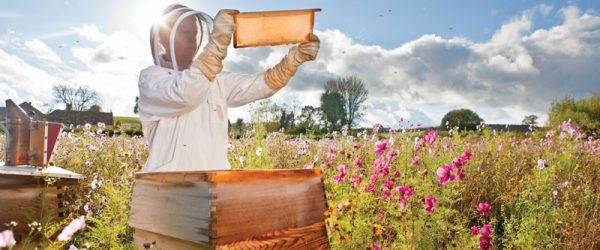 Consider These Several Types Of Beehives
