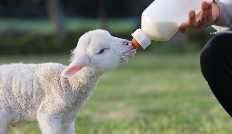 sheep meat lambs lamb small farms