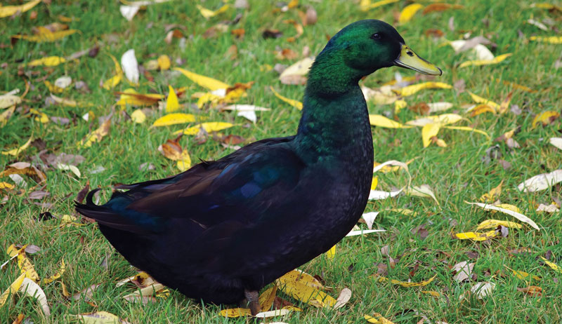 backyard ducks duck