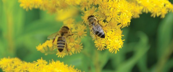 Grow Forage To Help Feed Honeybees Pollen & Nectar