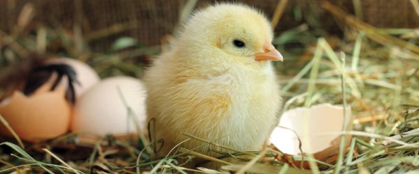 Do Chickens Have Belly Buttons? Chick Navel Health