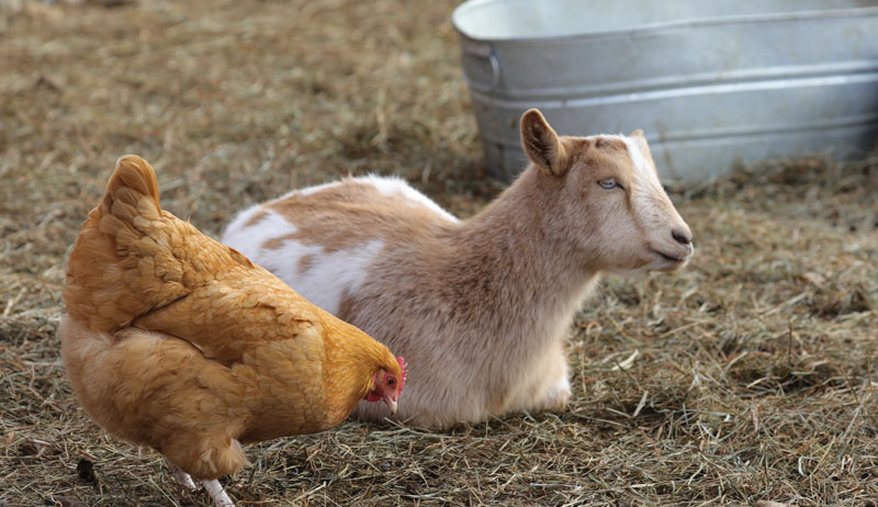 goats chickens pasture pasturing together